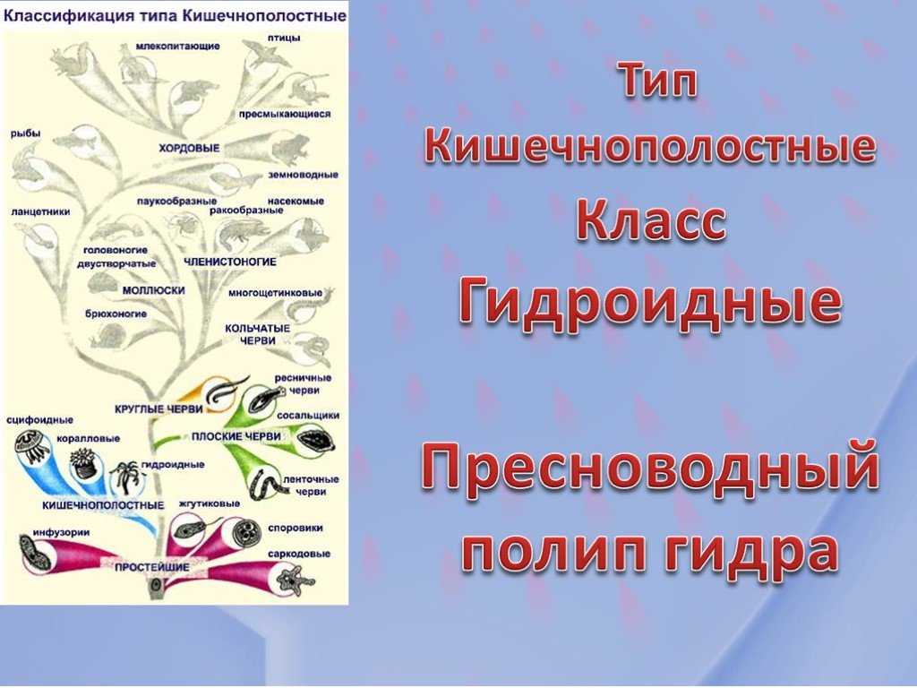 Кракен даркнет официальный